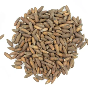 Pine Nuts in Shell – Jalghouza